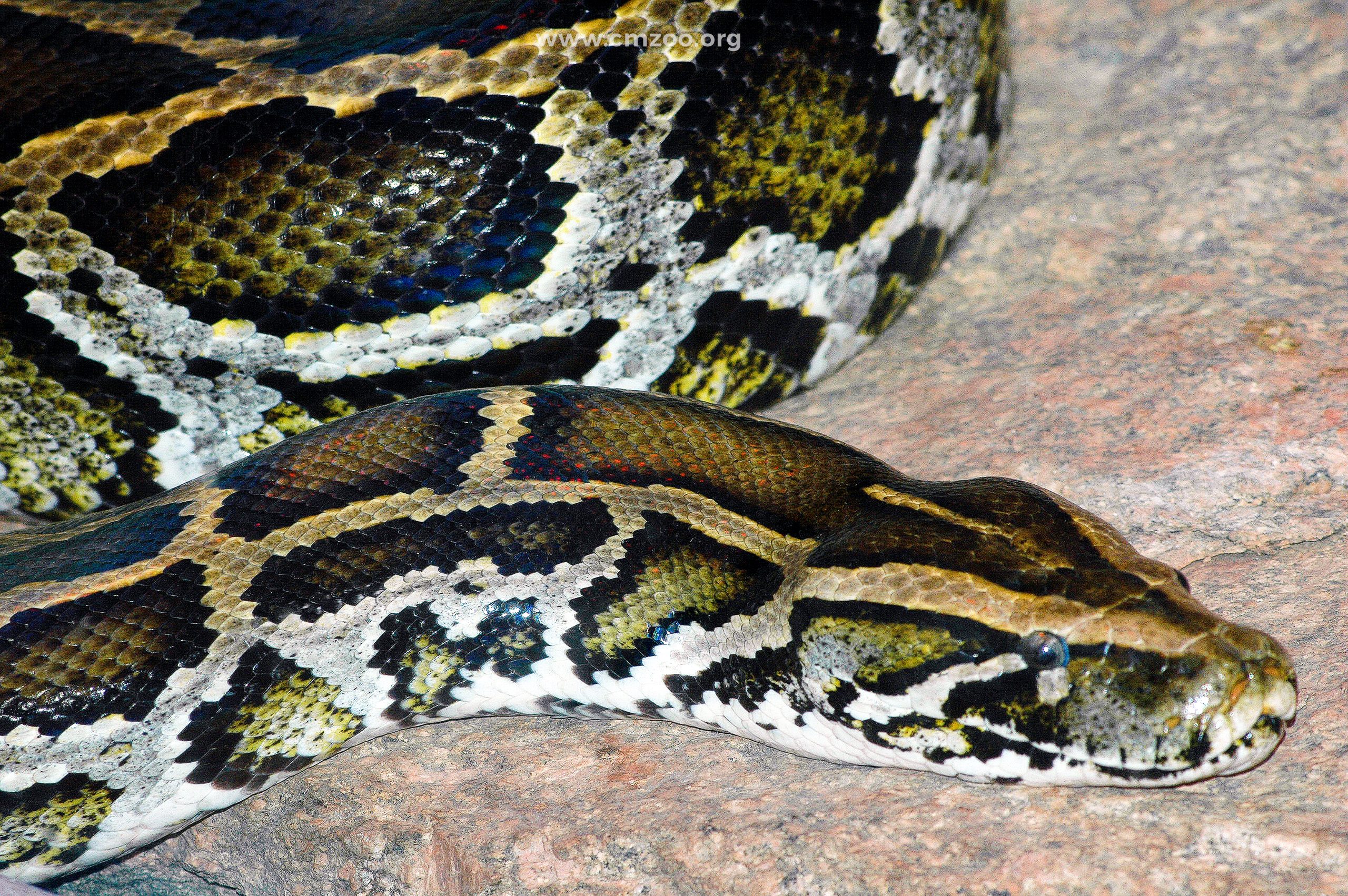 Afiiri Sacred Royal Python Sanctuary
