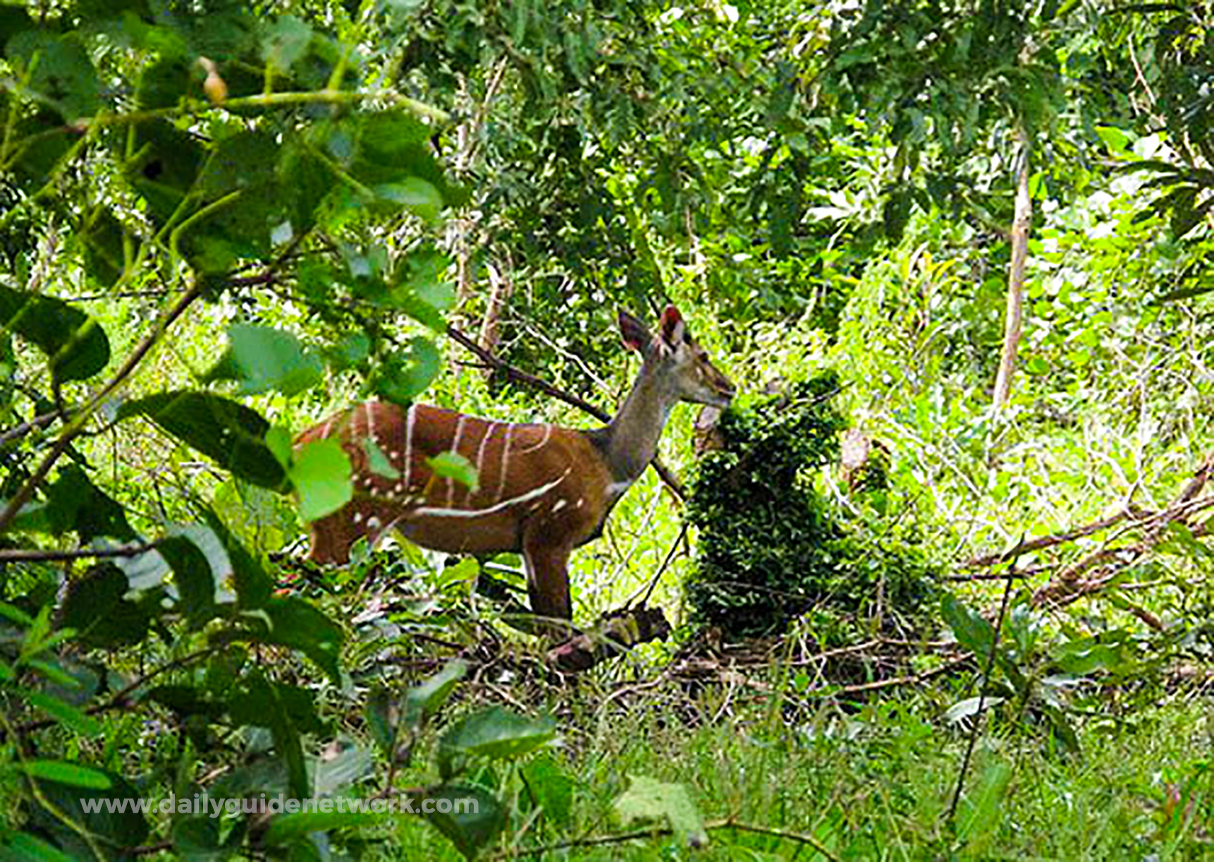 Ankasa Game Reserve & Nini-Suhien National Park