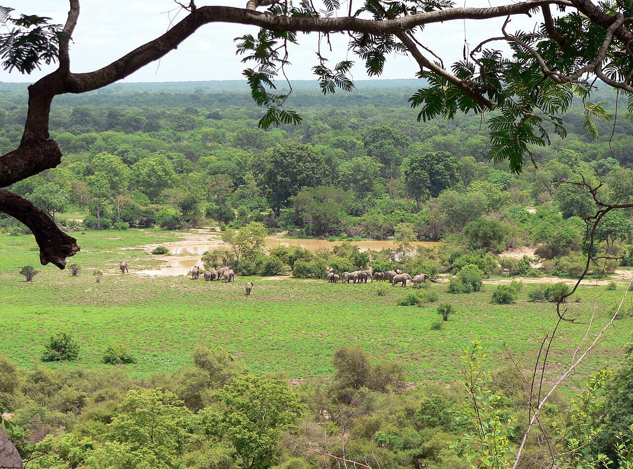 Naa Binbegu Baobab Tree, Yendi