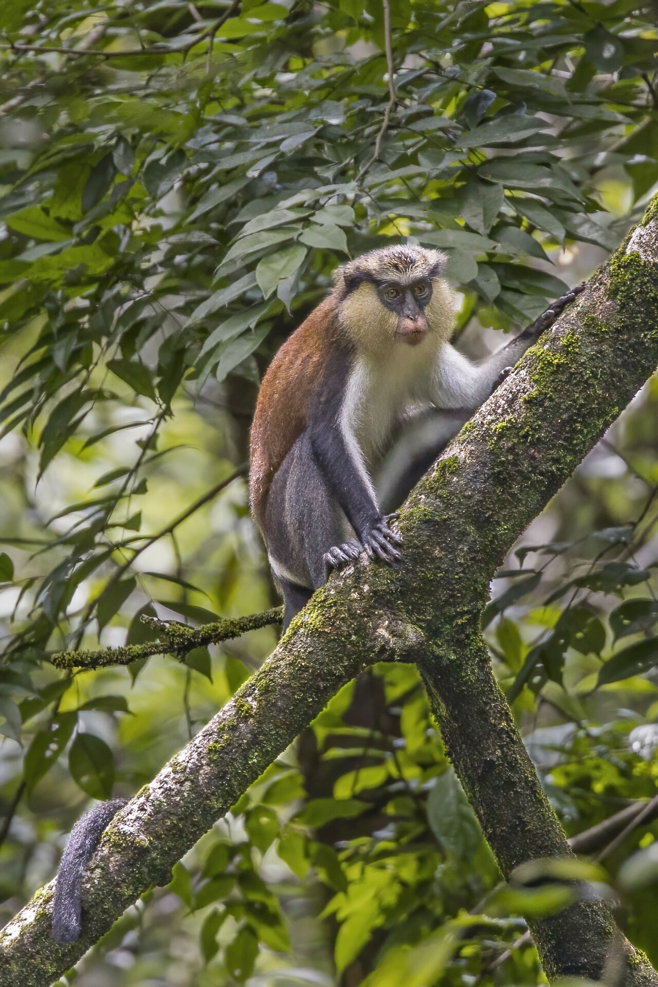 Boabeng-Fiema Monkey Sanctuary