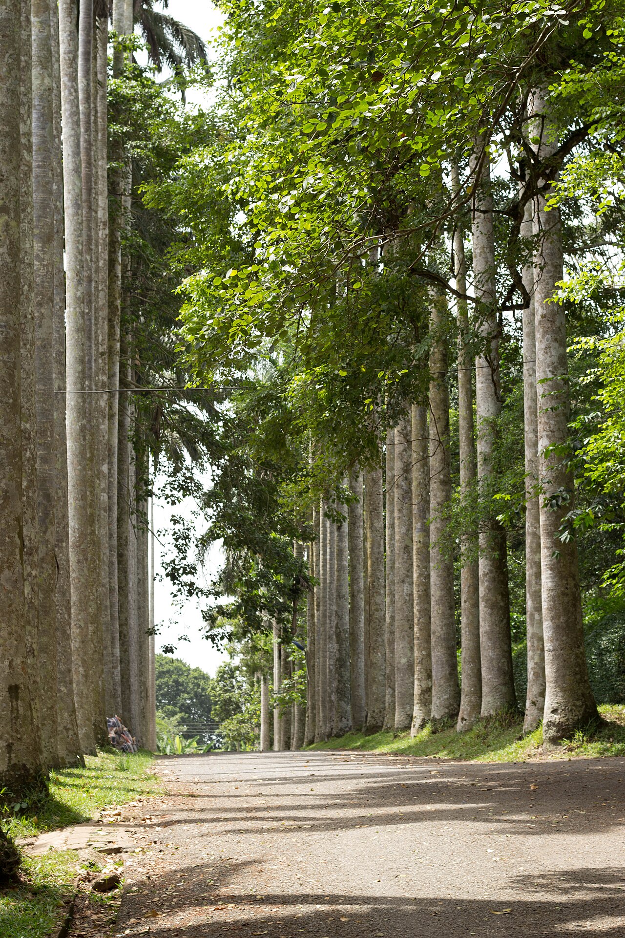 Legon Botanical Gardens Ghana