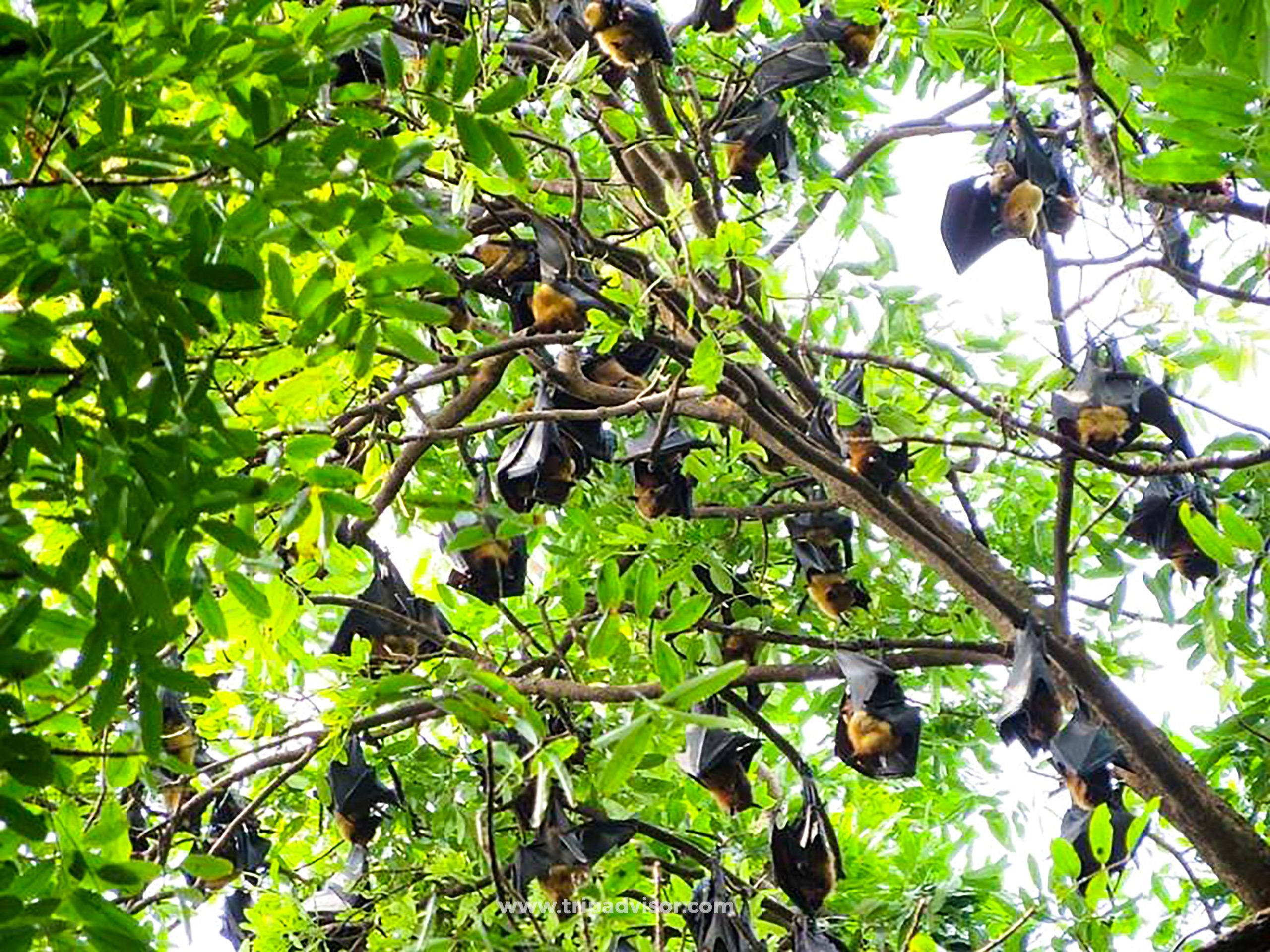 Sombo Bat Sanctuary